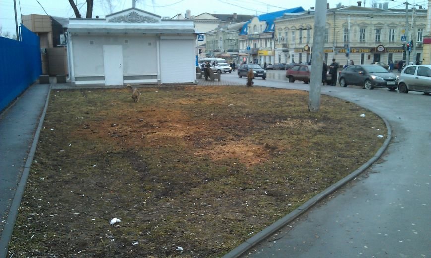 Без зелени: на площади Карла Маркса в Ростове срубили почти все деревья (фото) - фото 1