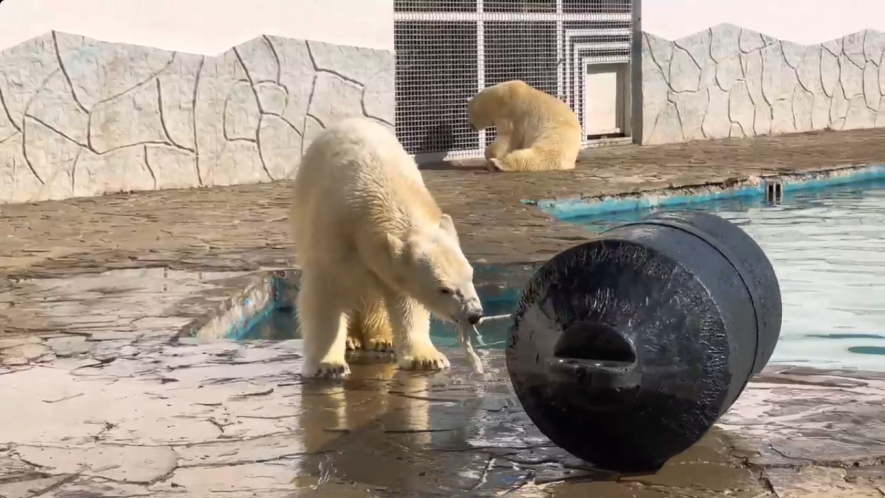 Белый медведь ростов на дону. Белый медведь зоопарк ростов. Белый медведь. Белый медведь ростов на дону зоопарк. Завод белый медведь ростов.