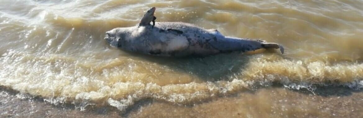 Росрыболовство выясняет причины гибели осетров и дельфина на Павло-Очаковской косе