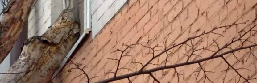 В Ростове упавшее дерево выбило окно жилого дома