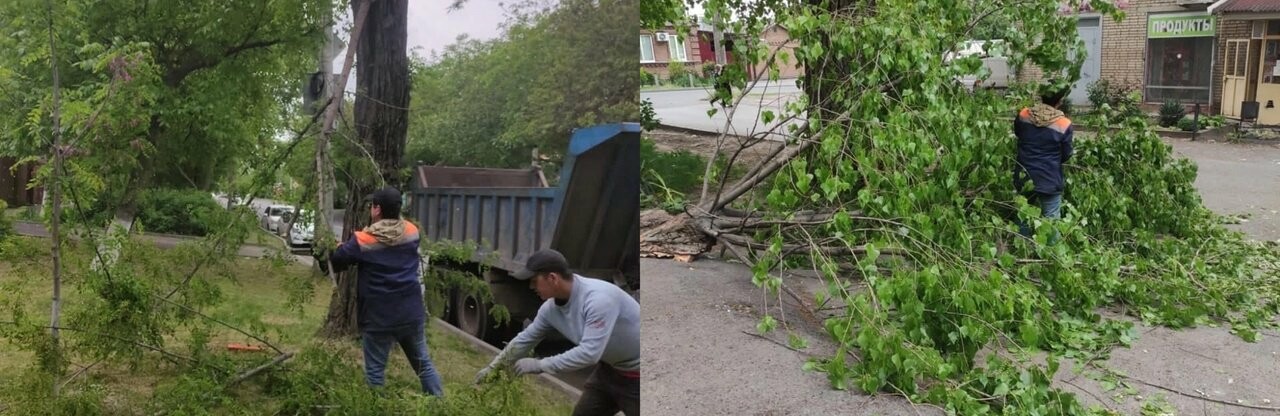 В Ростове за сутки ветер повалил более 20 деревьев и крупных веток