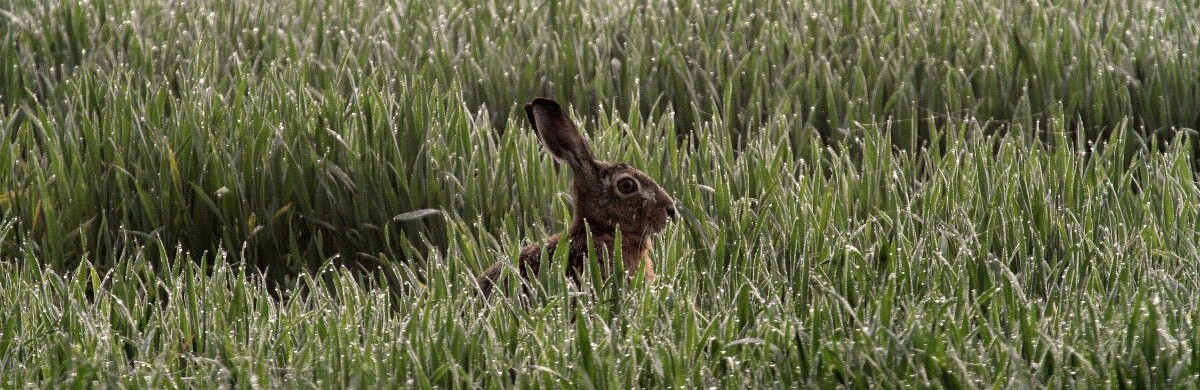 Массовую гибель фазанов и зайцев зафиксировали на полях Ростовской области