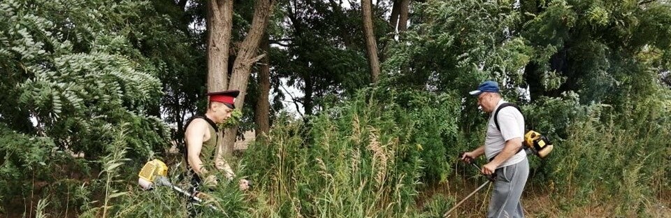 Донские казаки уничтожили более полусотни тонн конопли