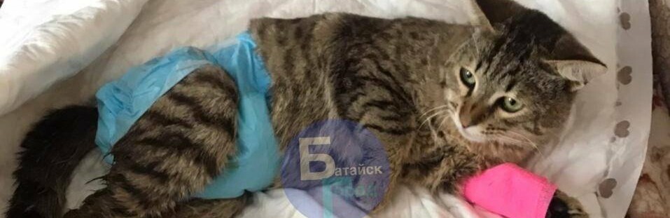 В Батайске неизвестные изверги изнасиловали кота