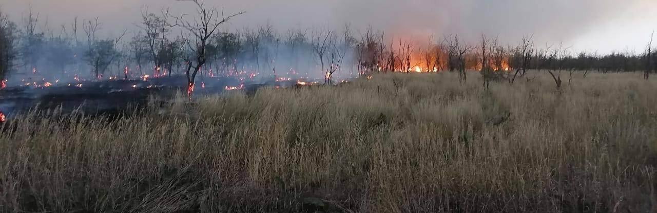 В Ростовской области загорелся лес