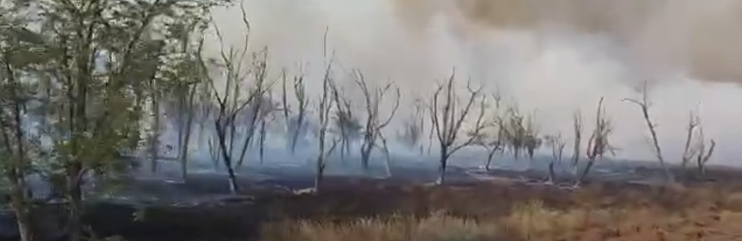 В Ростовской области за ночь сгорел лес из полувековых акаций