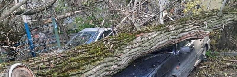 В Ростове рухнувшее дерево повредило два автомобиля