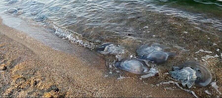 Ученый рассказал, опасны ли захватившие Таганрогский залив медузы для отдыхающих