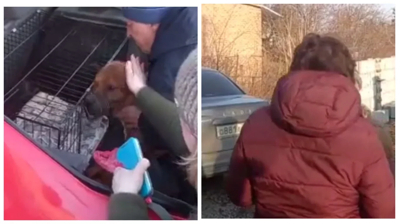 У 14-летнего живодёра из Ростова забрали собаку, а на мать открыли административное дело