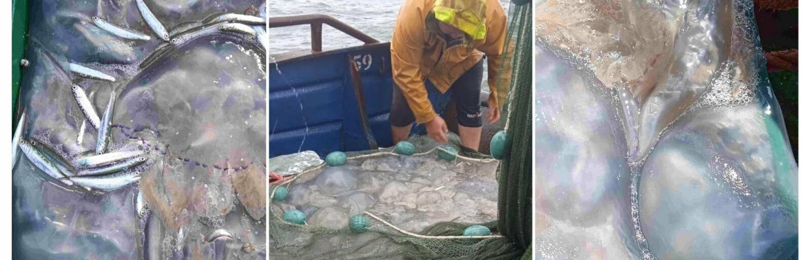В Азовском море появились медузы-гиганты весом больше 10 килограммов