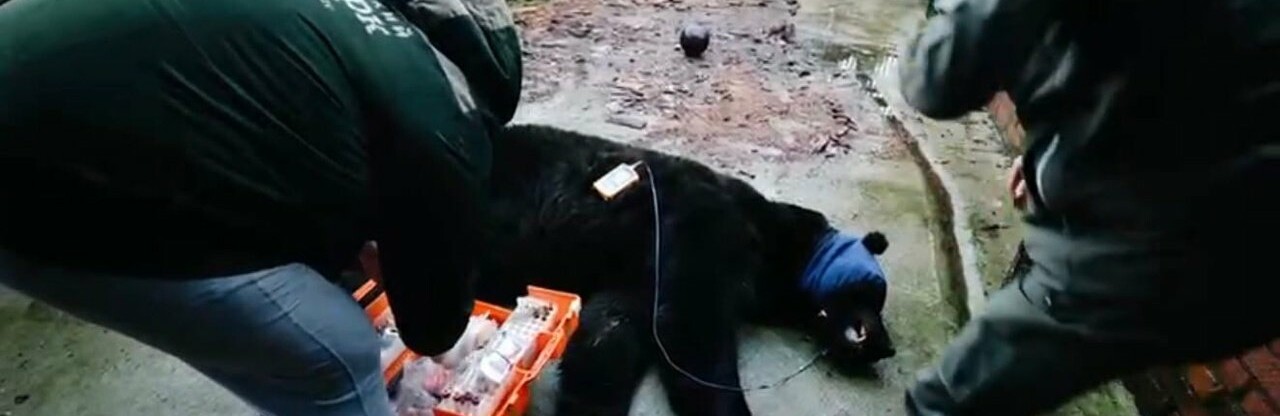 Ростовские специалисты помогли эвакуировать медведя из ЛНР
