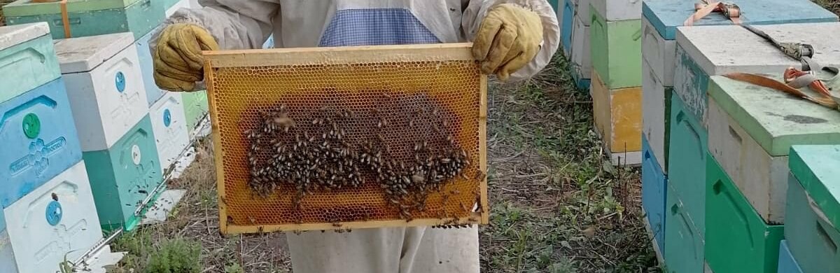 Россельхознадзор нашёл в Ростовской области токсичный мёд
