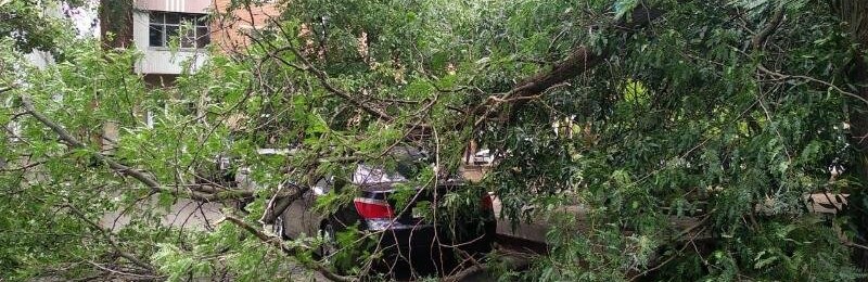 В Ростове упавшая ветка дерева придавила женщину