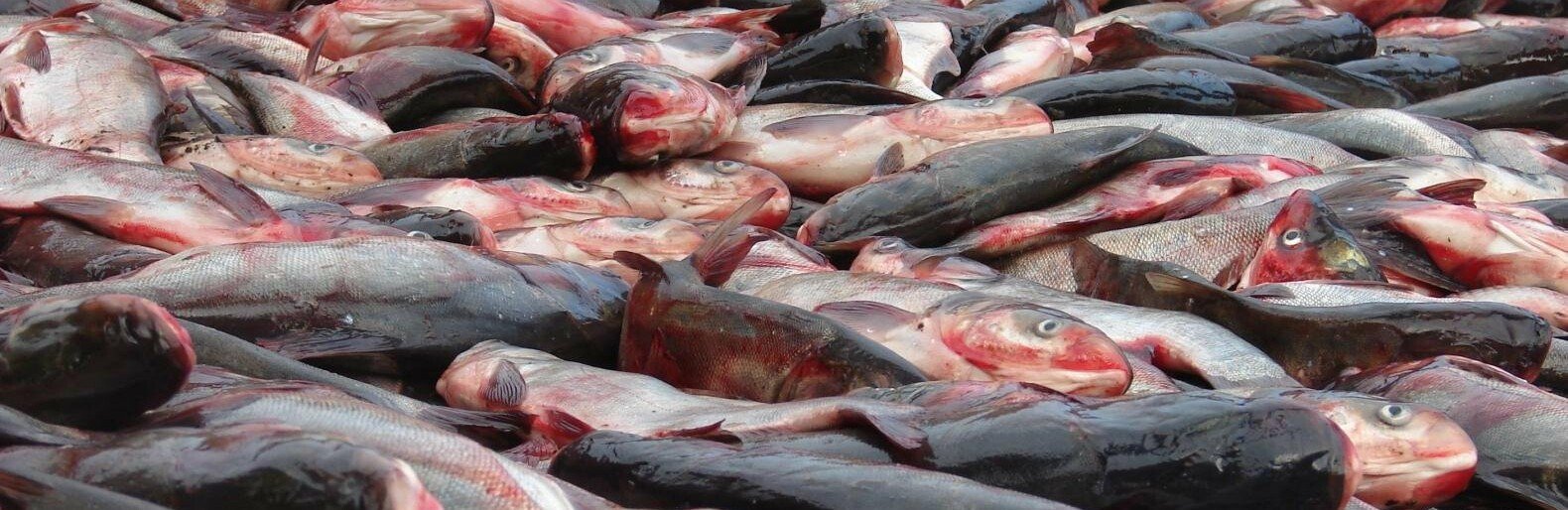 В Ростовской области зафиксировали дефицит рыбы