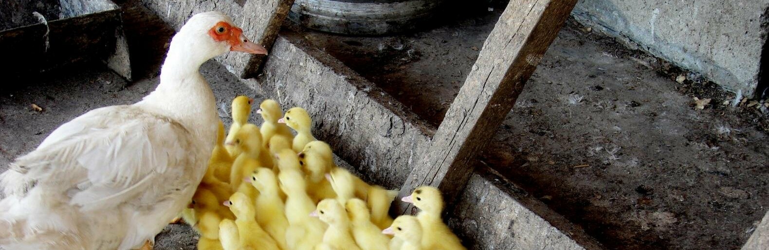 В Ростовской области уничтожат тысячи голов птицы из-за вспышки гриппа