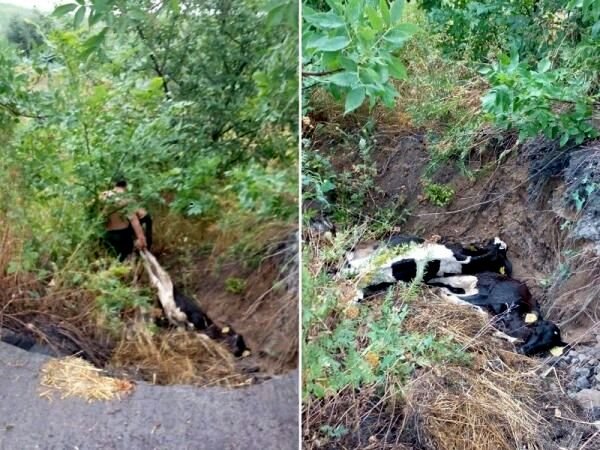 В Ростовской области фермер выбрасывал умирающих коров в ручей 