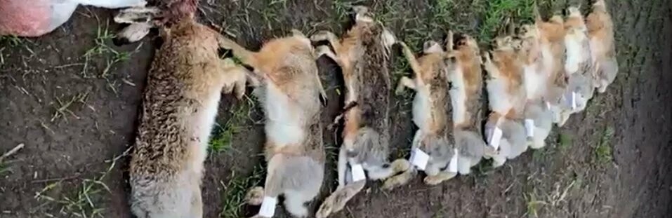 В Ростовской области вину за массовое отравление зайцев возложили на охотников