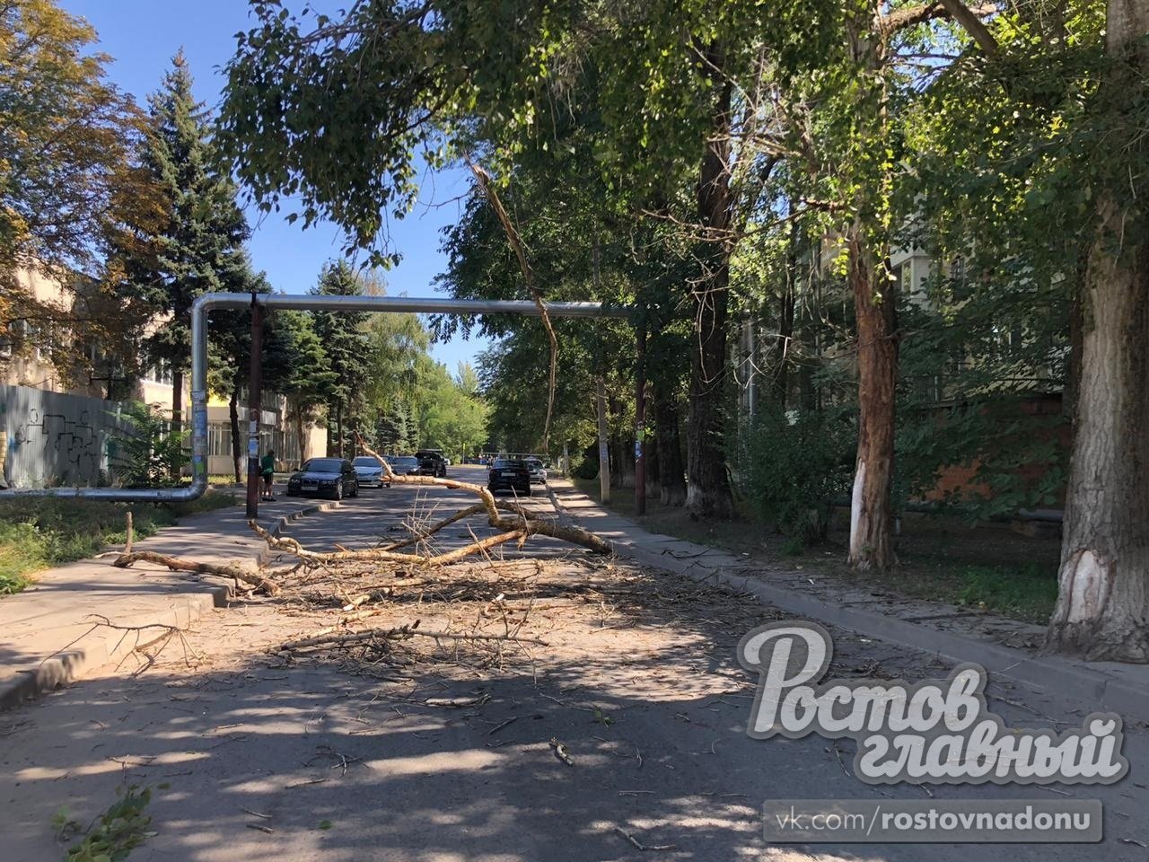 Сухое дерево упало на машину с детьми в Ростове