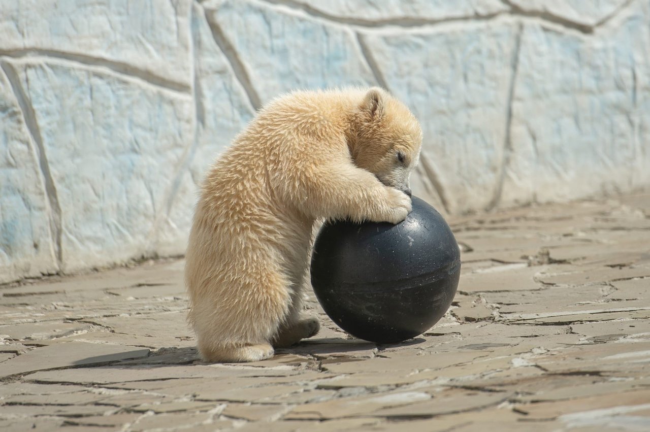 Белый медвежонок из ростовского зоопарка - девочка