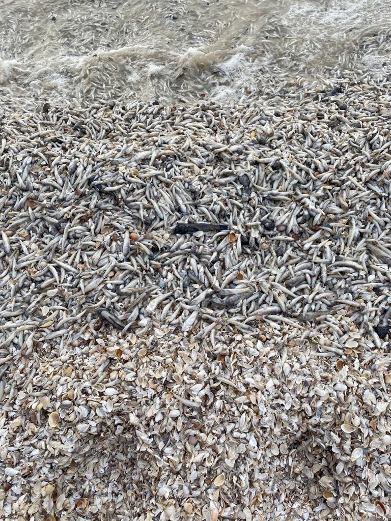Усеянные мертвой рыбой берега Цимлянского водохранилища
