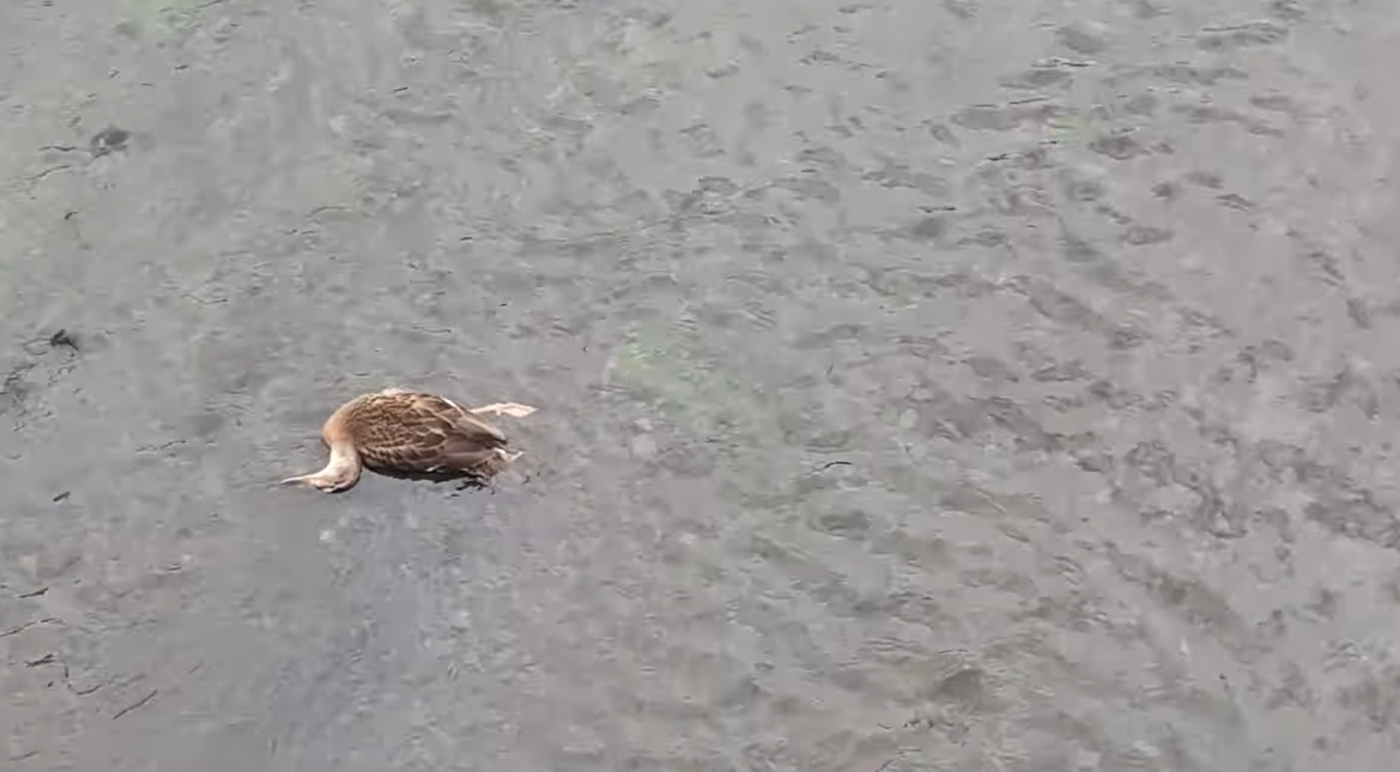 Погибшие птицы в русле реки Темерник