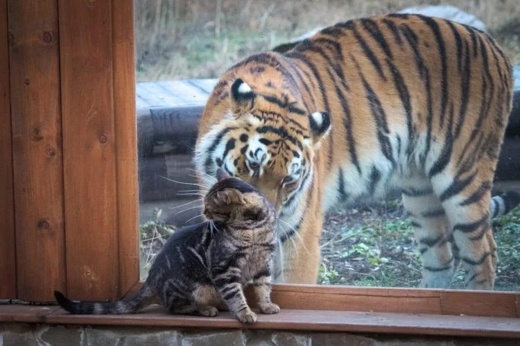 Услада и её не менее полосатый друг Васька