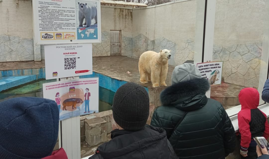Белый медведь в ростовском зоопарке // фото: 1Rnd