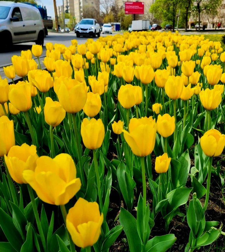 Желтые тюльпаны на клумбах Ростова