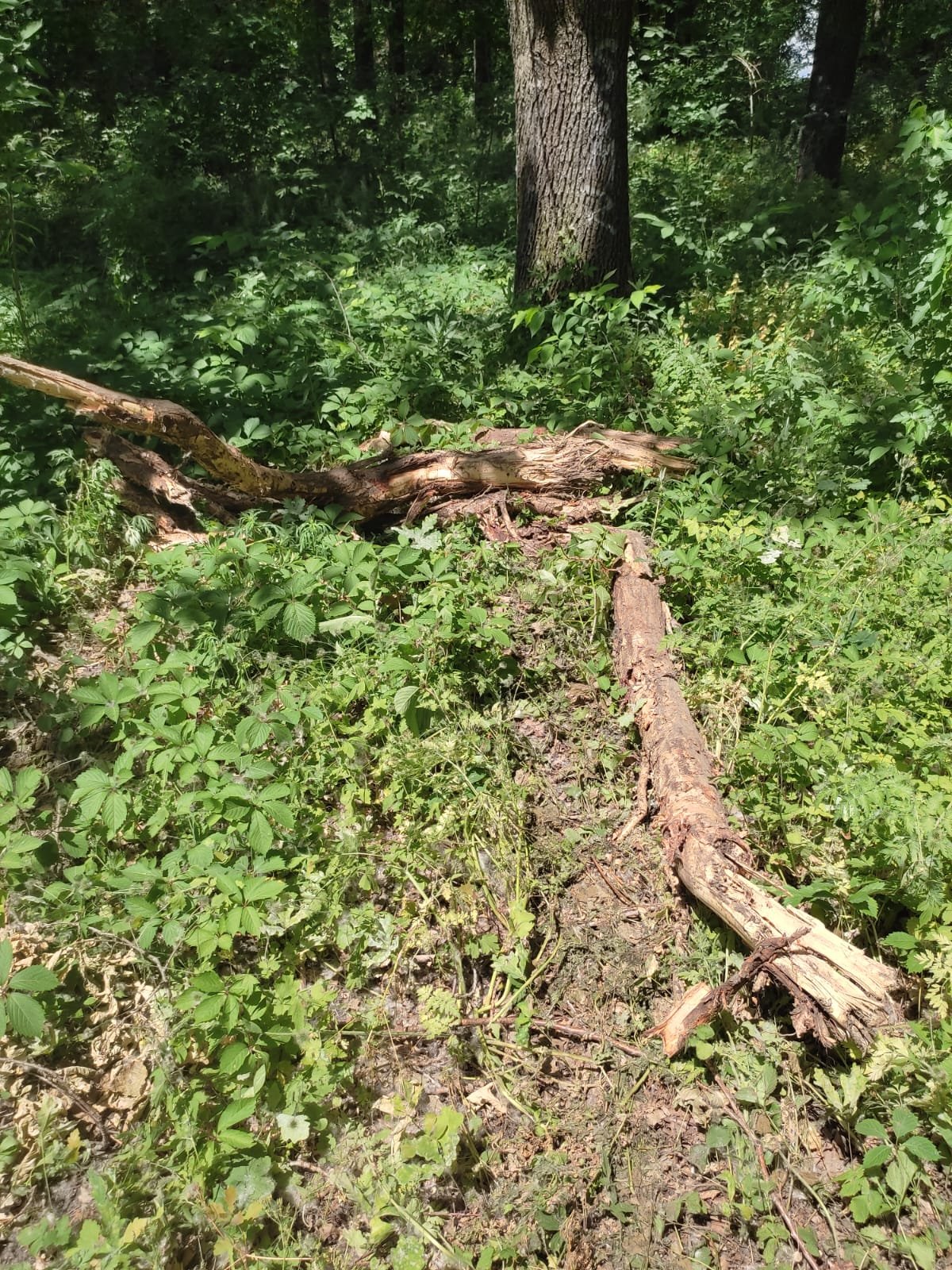 В Петровской роще Таганрога строители повредили больше 20 заповедных дубов