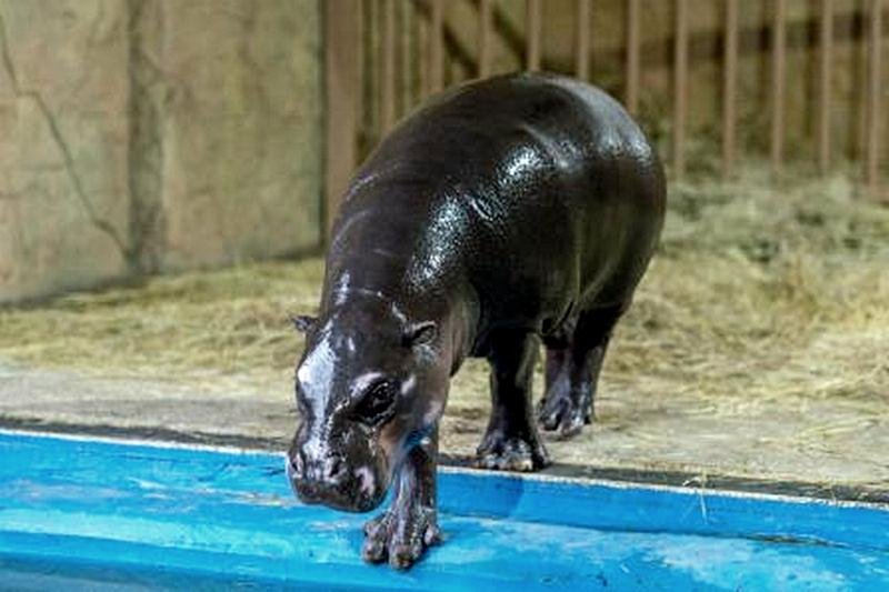 Карликовый бегемот Найма в 2018 году прибыла в ростовский зоопарк