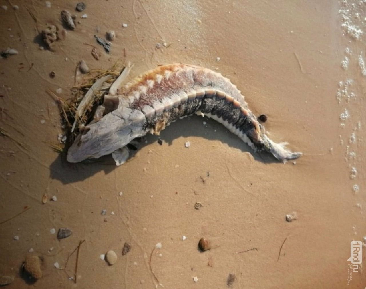 Неживой осетр на берегу Таганрогского залива, Павло-Очаковская коса