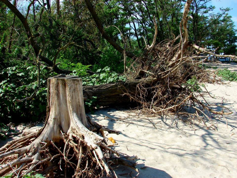 Последствия наводнения 2014 года летом в 2015-м: с корнем вырваны из бетона беседки и деревья из земли