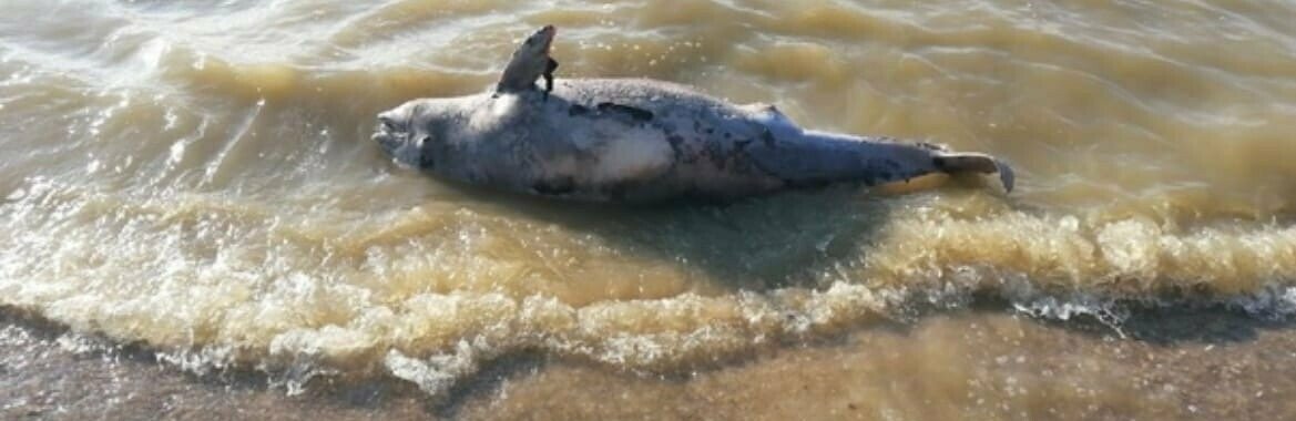 Большая рыба азовского моря. Дельфины в Азовском море. Страшные рыбы Азовского моря. Кораблекрушение в Азовском море.