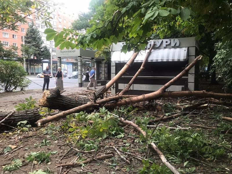 В Ростове рухнуло дерево, которое должны были спилить 2 недели назад