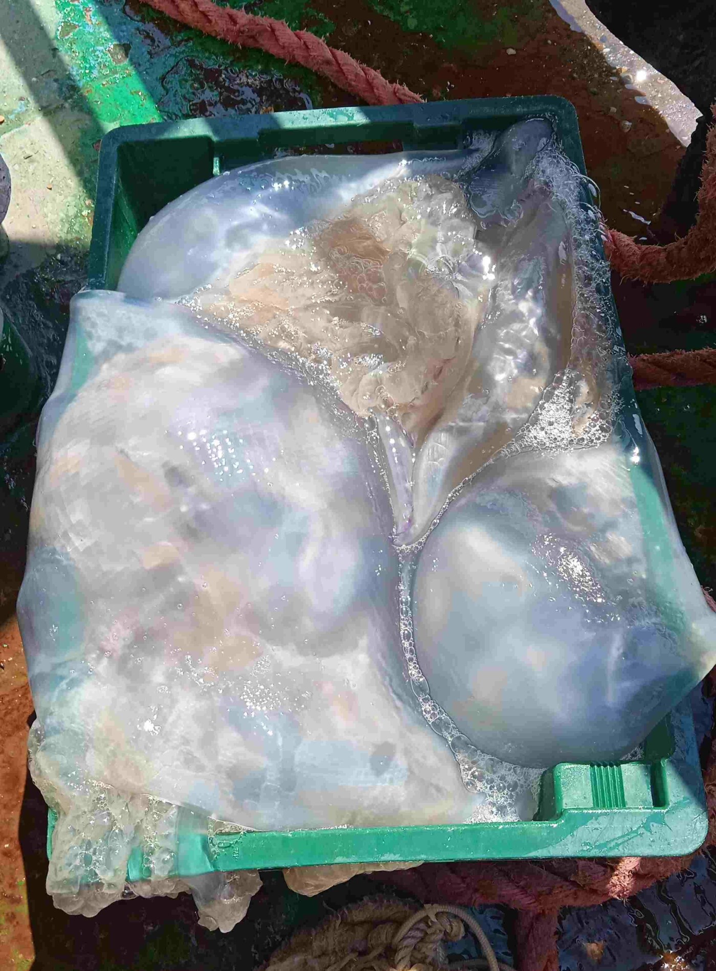 Медузы-гиганты, попавшиеся ростовским учёным