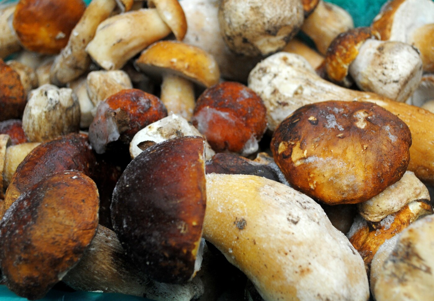 Белые грибы и разные консервированные грибы