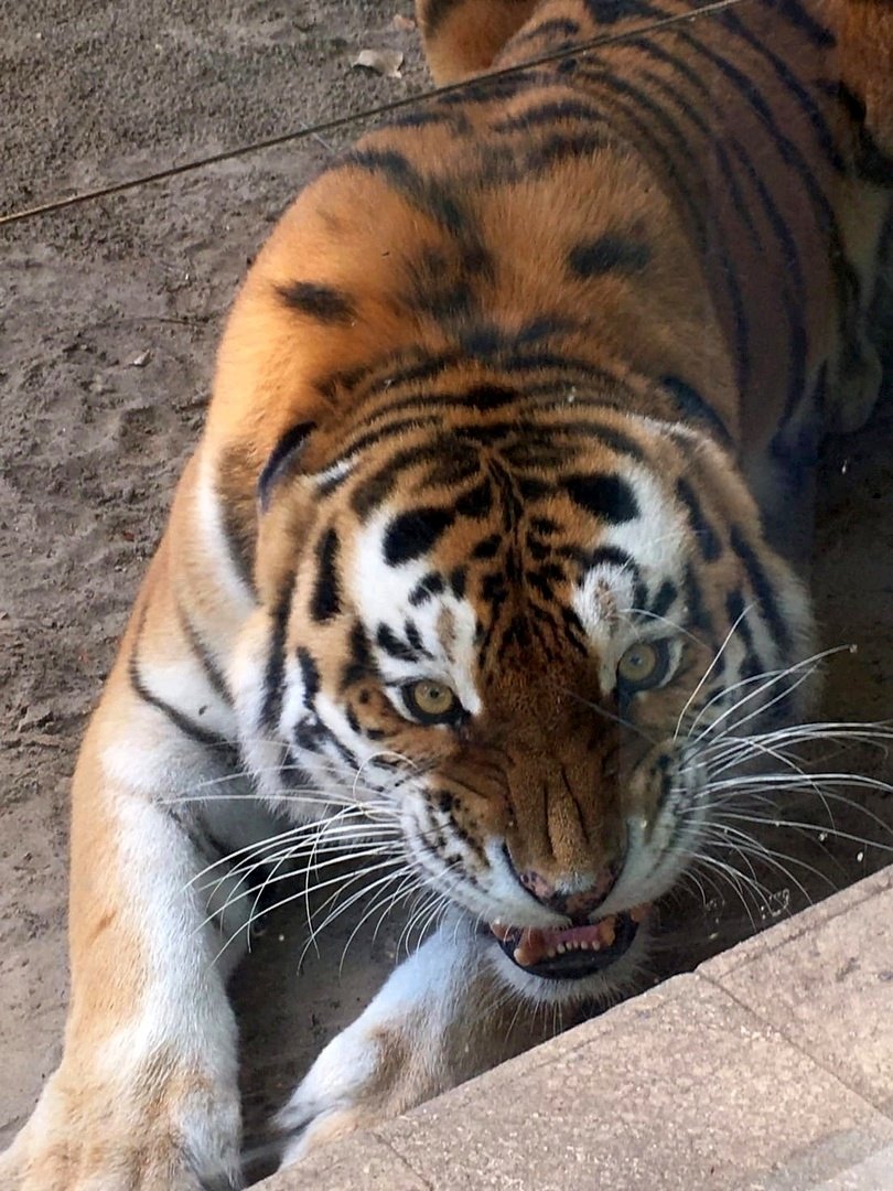Ростовский зоопарк показал загадочного тигра на прогулке