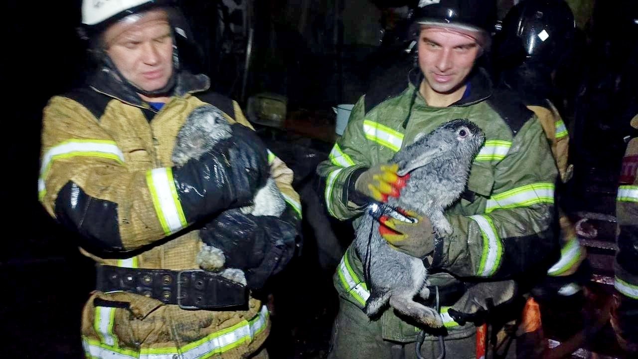 Пожарные и спасенные ими кролики