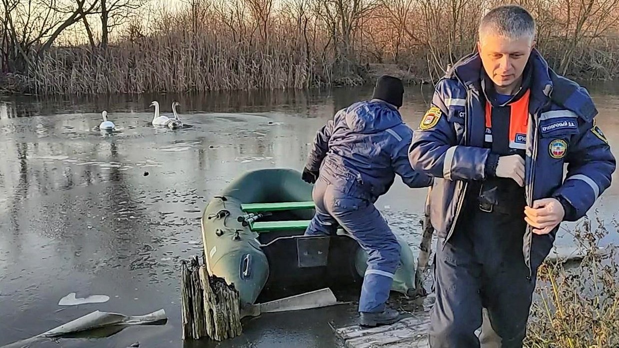 В Ростовской области спасли лебедей, вмёрзших в лёд