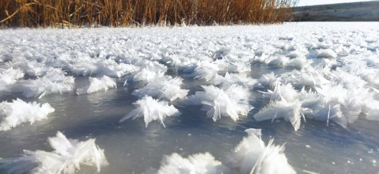 Ледяные цветы появились на пруду близ хутора Смеловка Тарасовского района