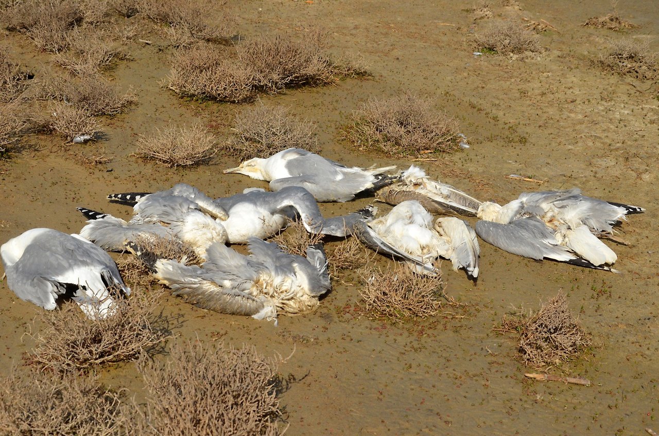 Погибшие чайки-хохотуньи в заповеднике 