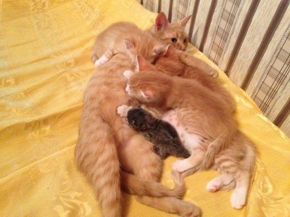 Котенок-погорелец с новой семьей