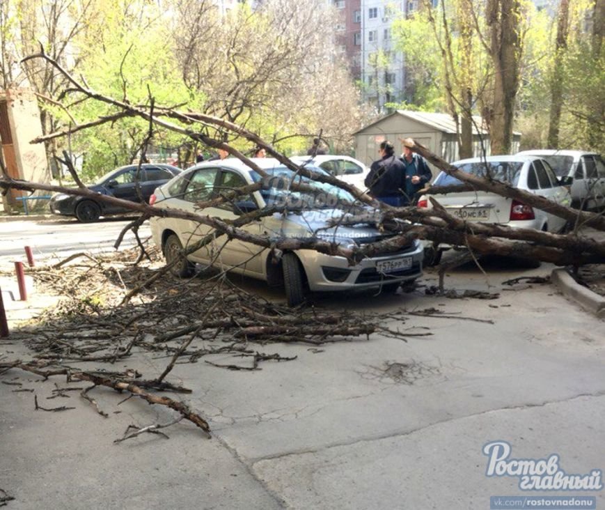 В Ростове на Северном дерево упало на припаркованную машину (фото) - фото 1