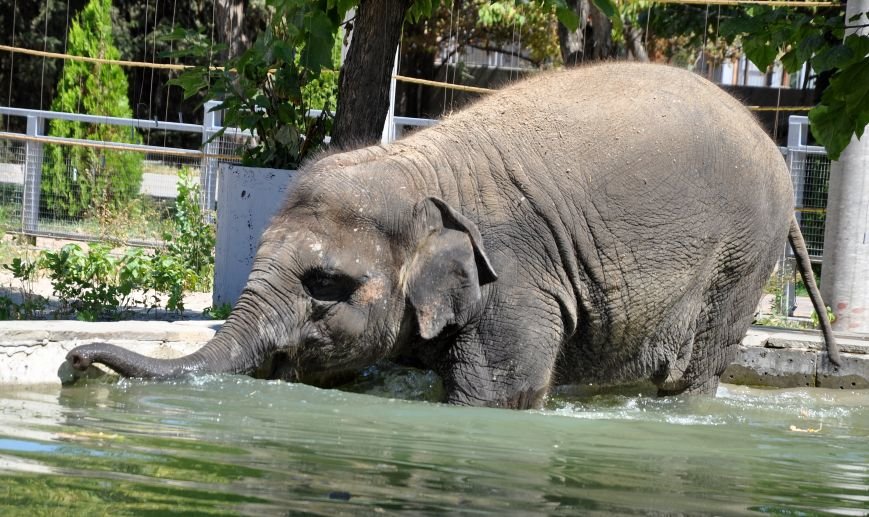 Ростовчан приглашают посмотреть, как купаются слоны (фото) - фото 1